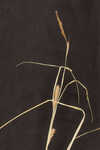 Wheat sedge